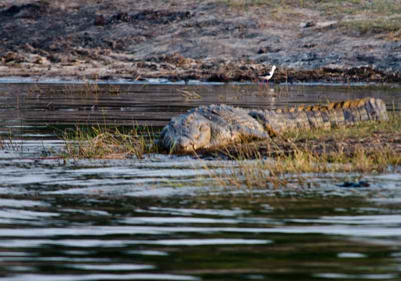 Cocodrilo - parque nacional de Chobe - Botswana 5.jpg